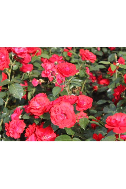 Троянда Tornado - помаранчево-червоні квіти